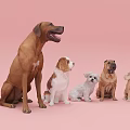 Friendly Five Different Dog Breeds Sitting Together On Pink Background