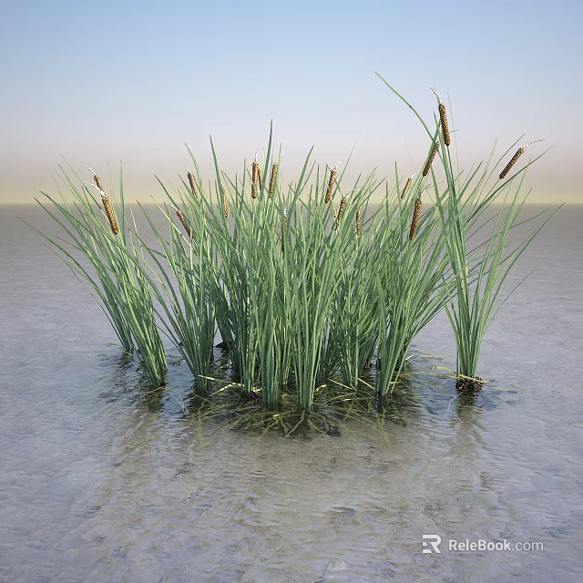 Green Cattail Plants Growing In Shallow Water With Long Leaves And Brown Spikes 3d model 