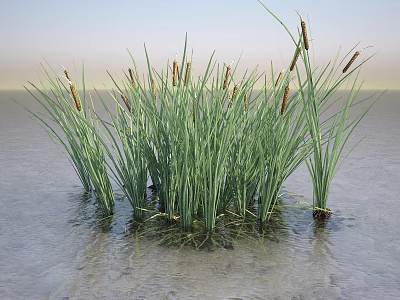 Green Cattail Plants Growing In Shallow Water With Long Leaves And Brown Spikes 3d model