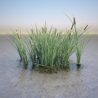 Modern cattail grass cattail grass 3d model