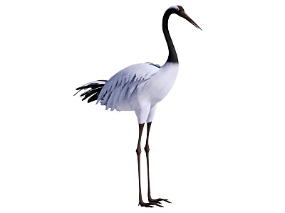 Flying Animal Crane With White And Gray Feathers Black Neck Long Legs And Beak 3d model