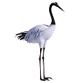 Flying Animal Crane With White And Gray Feathers Black Neck Long Legs And Beak