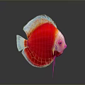 Vibrant Red and White Discus Fish with Reflection on Gray Background 3d model