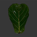 Fresh Green Leaf With Clear Yellow Veins And Glossy Surface On Gray Background