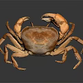 Brown Crab With Extended Claws On Black Background Showing Reflection 3d model