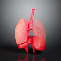 Detailed Human Lungs 3D Anatomical Model With Trachea And Bronchi Structures 3d model