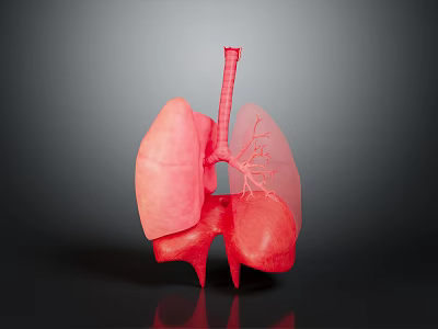 Detailed Human Lungs 3D Anatomical Model With Trachea And Bronchi Structures 3d model