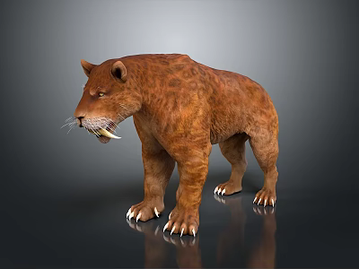 3D Rendered Sabertooth Tiger With Brown Fur Standing Pose On Gray Background 3d model