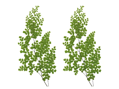 Arbor Trees With Lush Green Leaves And Slender Branches In Natural Growth 3d model