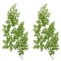 Arbor Trees With Lush Green Leaves And Slender Branches In Natural Growth