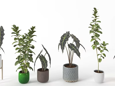 Bonsai Potted Plants with Green Brown Grey White Ceramic Pots and Various Leaf Shapes 3d model