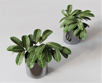 Modern potted plant flowerpot green plant green leafy tropical plant 3d model