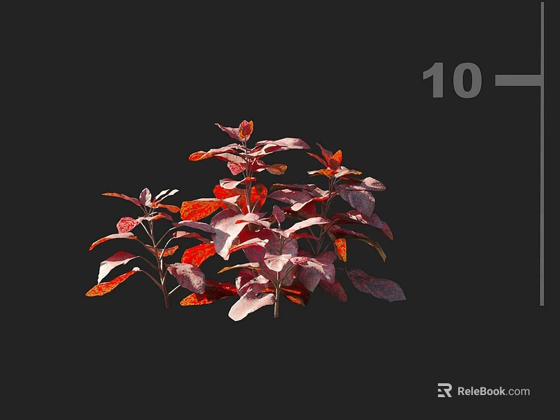 Vibrant Red and Purple Foliage of Ornamental Plant Isolated on Black Background 3d model 