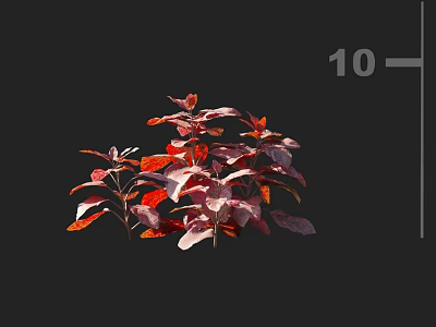 Vibrant Red and Purple Foliage of Ornamental Plant Isolated on Black Background 3d model