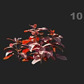 Vibrant Red and Purple Foliage of Ornamental Plant Isolated on Black Background