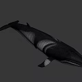 3D Rendered Whale With Dark And White Color On Gray Background