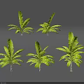 Five Lush Green Tropical Plants Featuring Large Vibrant Leaves And Healthy Foliage