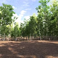 Aerial View Of Green Forest With Neatly Arranged Trees And Brown Ground