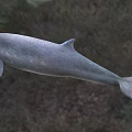 Gray Aquatic Dolphin With Dorsal Fin Swimming In Natural Marine Habitat