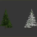 Various Sizes Green and Snow Covered Pine Trees on Dark Background with Reflections