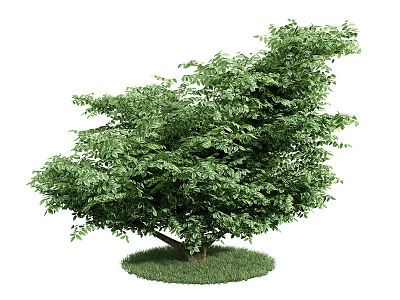 Modern Shrub Tree model