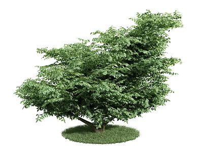 Healthy Shrub With Lush Green Foliage And Grass Base On White Background 3d model