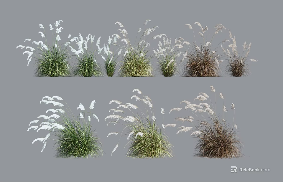 Decorative Herbaceous Plants With Various Forms And Green White Brown Colors For Decoration 3d model 