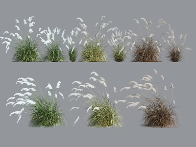 Decorative Herbaceous Plants With Various Forms And Green White Brown Colors For Decoration 3d model