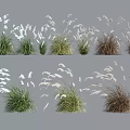 Decorative Herbaceous Plants With Various Forms And Green White Brown Colors For Decoration