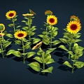 Beautiful Vibrant Yellow Sunflowers With Green Leaves In Full Bloom