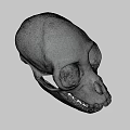 Human Skull Frontal View With Anatomical Bone Details And Visible Teeth 3d model