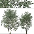 Modern Landscape Trees Poplar Maple Pine Trees Big Trees Tropical Trees 3d model