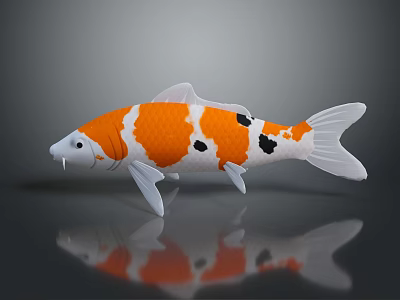 Orange White and Black Koi Fish With Reflection on Dark Surface 3d model