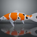 Orange White and Black Koi Fish With Reflection on Dark Surface 3d model