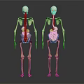 Human Skeleton Limb Organs Anatomical Models Standing Display With Bone Structure 3d model