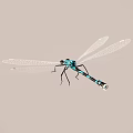 Realistic Blue Dragonfly With Transparent Wings And Black Stripes Isolated On Plain Background