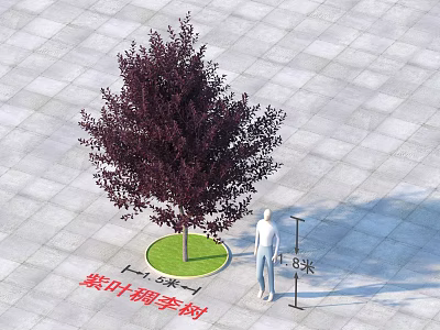 Purple Leaf Plum Tree 8 Meters Tall with Circular Green Lawn and Gray Square Paving 3d model
