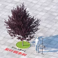 Purple Leaf Plum Tree 8 Meters Tall with Circular Green Lawn and Gray Square Paving