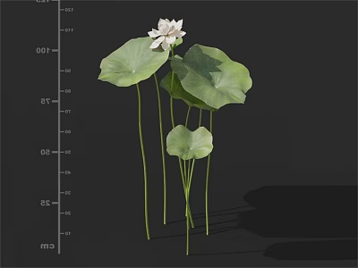 White Lotus Flower in Vase with Large Green Leaves Slender Stems on Black Background 3d model