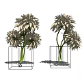 Transparent Square Vases With White Large Blooms Green Stems On Gray Background