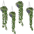 Lush Green Hanging Basket Plants With Trailing Leaves For Home Decoration
