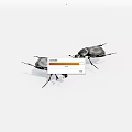 Two Black Beetles On White Background Detailed Insect Close Up View 3d model