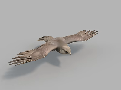 Gray Feathered Flying Animal Soaring With Spread Wings In Mid Air 3d model