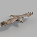Gray Feathered Flying Animal Soaring With Spread Wings In Mid Air