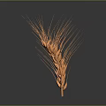 Orange Wheat Ear as Natural Food Ingredient on Gray Background