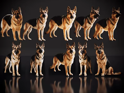 Multiple Lizard Poses Standing and Sitting on Black Background with Reflections 3d model