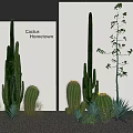 Cactus Hometown Potted Plants With Tall Columnar Round Cacti And Greenery