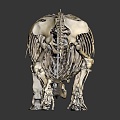 Modern skeleton dinosaur skeleton dinosaur fossil 3d model