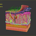 Medical Device 3D Anatomical Model Showing Human Skin Layers And Structures