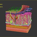 Modern skin plane Epidermal cross section Subcutaneous tissue Skin tissue 3d model